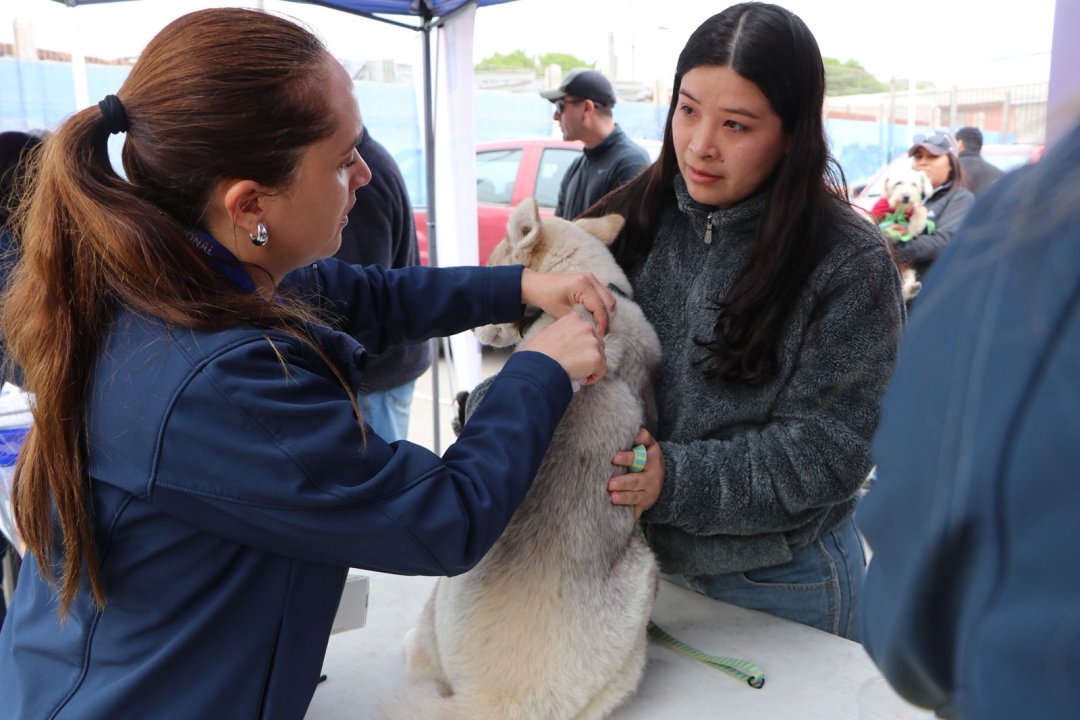 /dia-mundial-contra-la-rabia-mas-de-250-mascotas-vacunadas-en-operativos