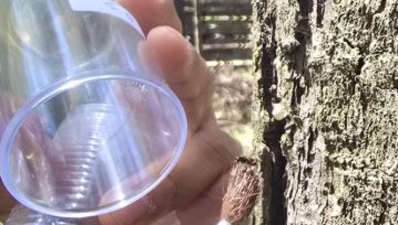 /sag-biobio-libera-controlares-biologicos-de-pissodes-castaneus