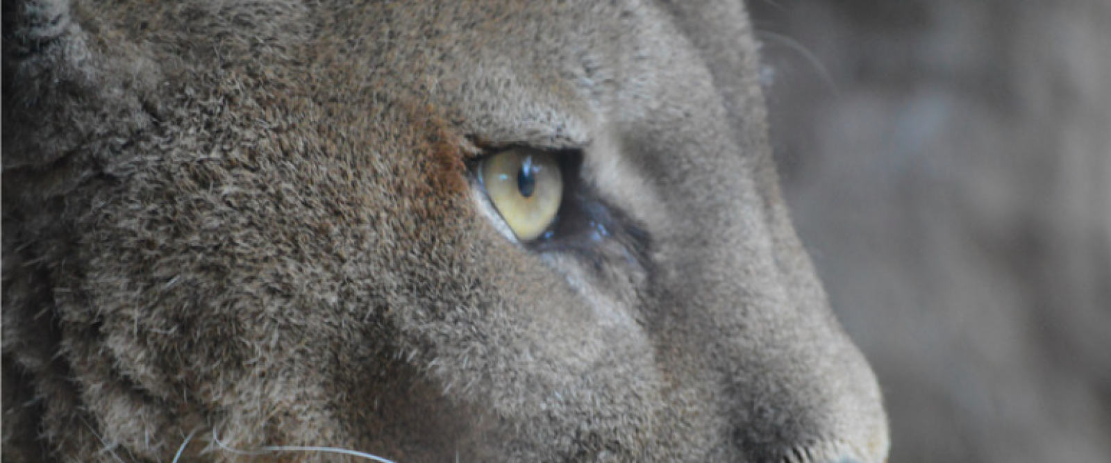 Puma muere atropellado en la ruta Los Muermos