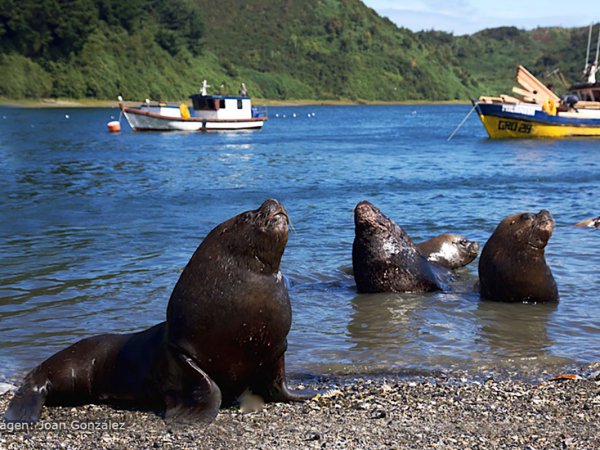 Desarticulan venta ilegal de aceite de lobo marino en Ancud