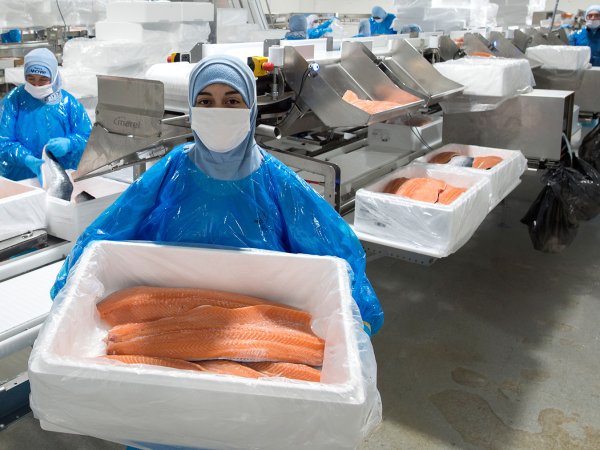 Exportaciones de salmón chileno caen durante primer trimestre de 2025 pese a récord histórico en Coho y antes de aranceles de EE.UU.