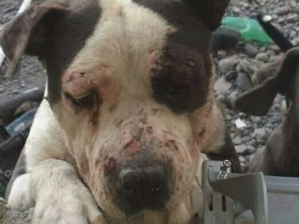 Maltrato animal: mujer tenía 14 perros en condiciones insalubres, incluyendo 11 cachorros hacinados