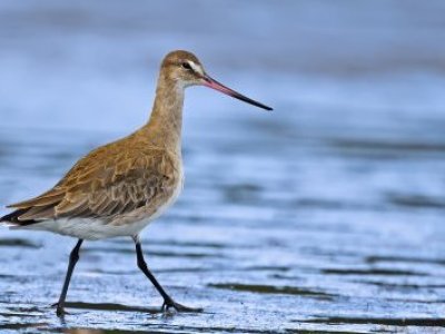 El Humedal Marino de Coihuín será epicentro del Festival de Aves 2025: naturaleza, educación y conservación