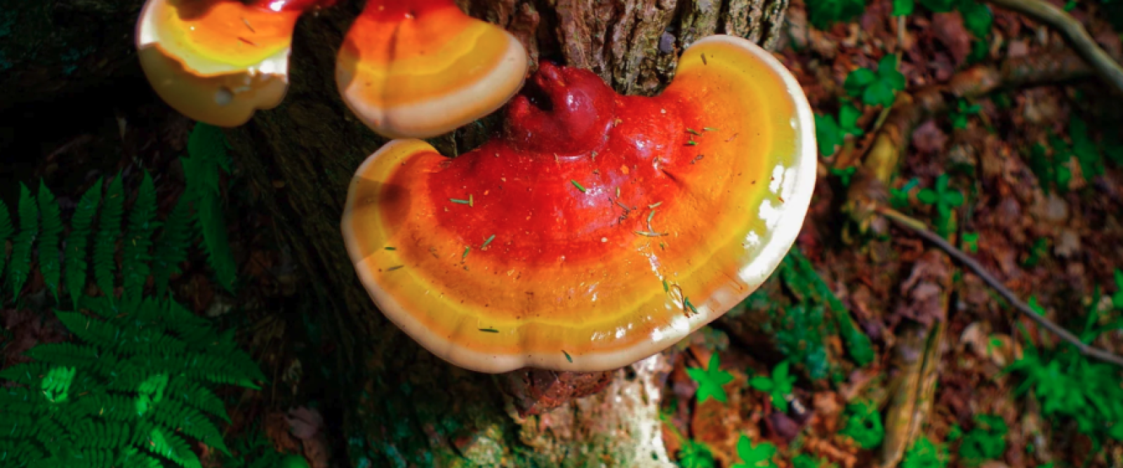 Cnutra impulsa la fungicultura en Los Lagos y anuncia workshop de hongos medicinales en Puerto Montt