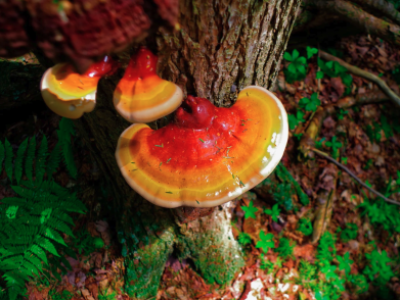 Cnutra impulsa la fungicultura en Los Lagos y anuncia workshop de hongos medicinales en Puerto Montt