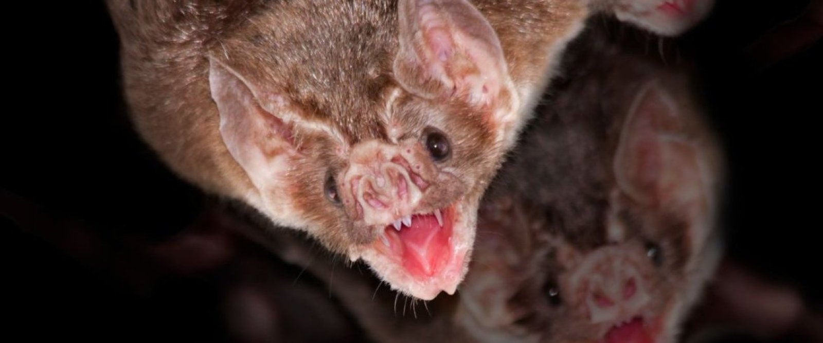 Plaga de murciélagos y agua no potable obliga al cierre de la Escuela Rural en Chiloé