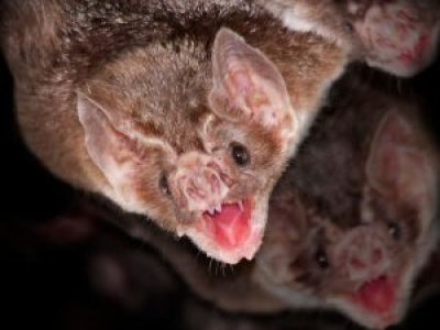 Plaga de murciélagos y agua no potable obliga al cierre de la Escuela Rural en Chiloé