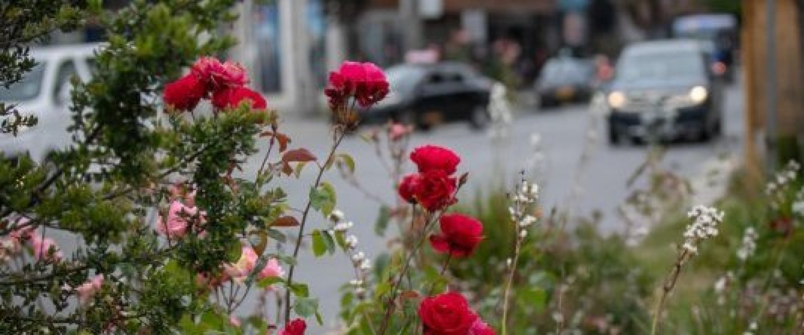 Alcalde Tomás Gárate descarta retiro de rosales y defiende política de conservación en Puerto Varas