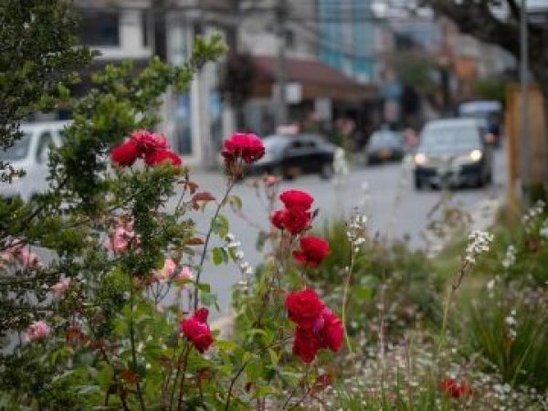 Alcalde Tomás Gárate descarta retiro de rosales y defiende política de conservación en Puerto Varas