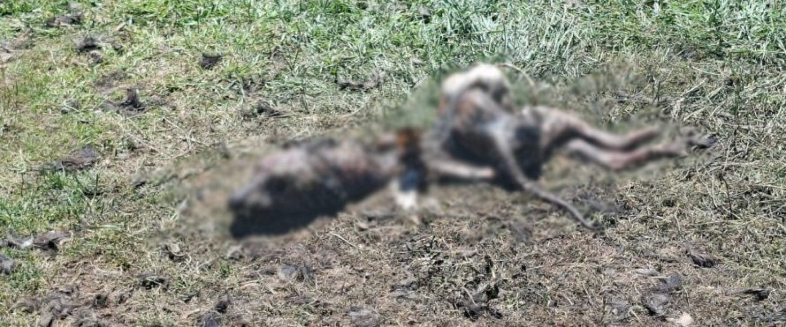 Puerto Montt: investigan si nuevo caso de perro quemado vivo se relaciona con otro hecho ocurrido este año