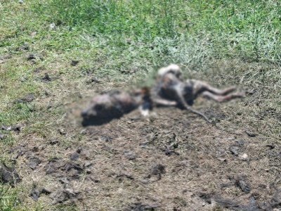 Puerto Montt: investigan si nuevo caso de perro quemado vivo se relaciona con otro hecho ocurrido este año