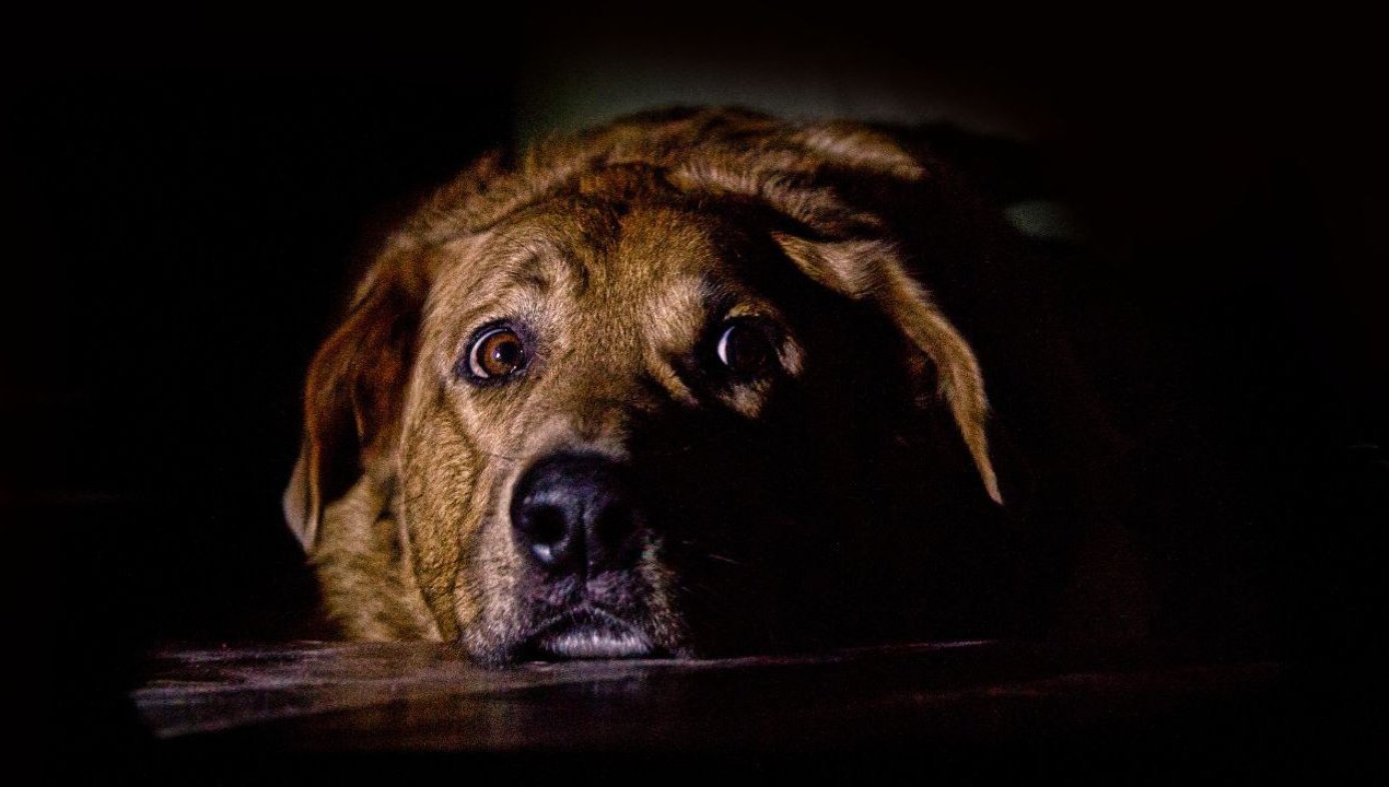 /pirotecnia-ilegal-en-navidad-deja-al-menos-18-perros-muertos-y-mas-de-200