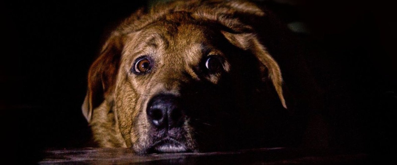 Pirotecnia ilegal en Navidad deja al menos 18 perros muertos y más de 200 extraviados en Puerto Montt