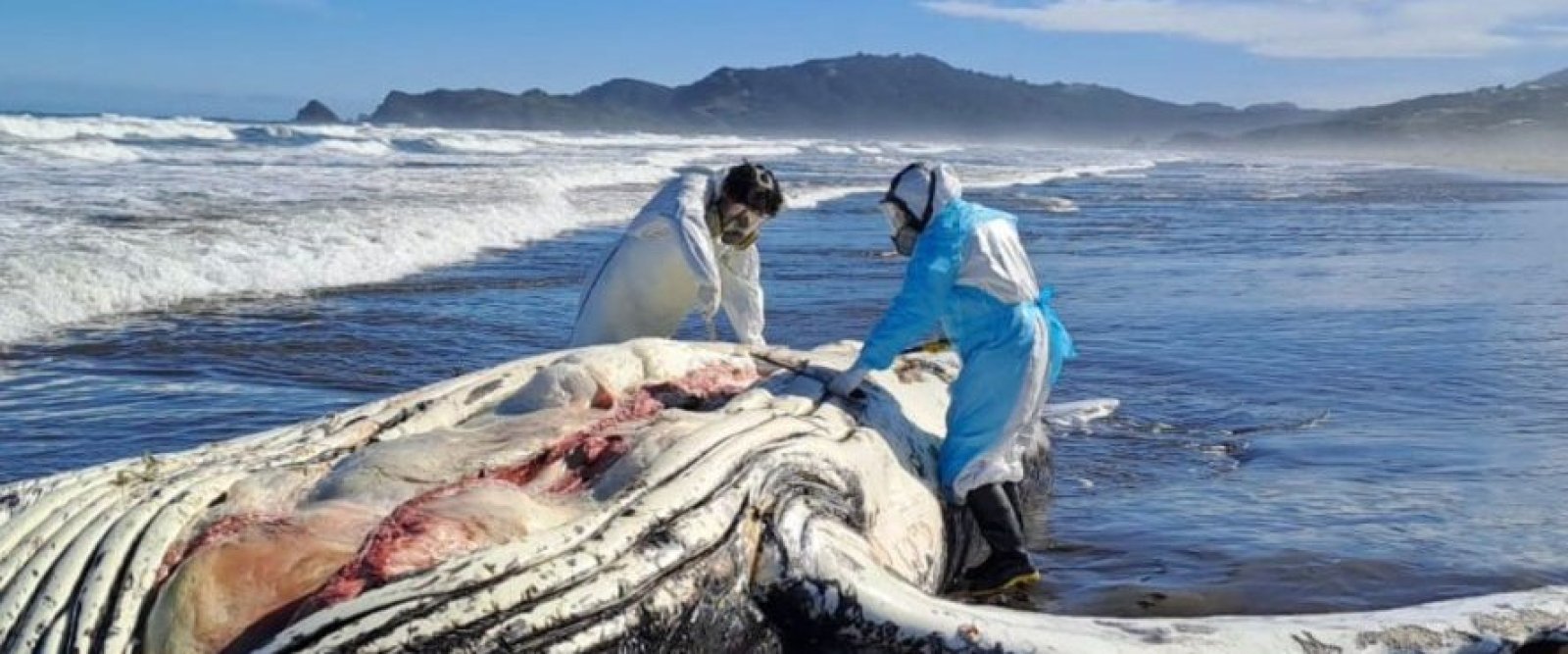 Ballena jorobada aparece muerta en Chonchi: investigan posible intervención humana