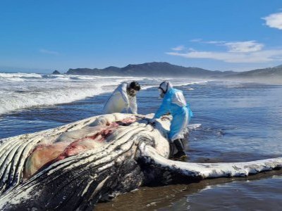 Ballena jorobada aparece muerta en Chonchi: investigan posible intervención humana