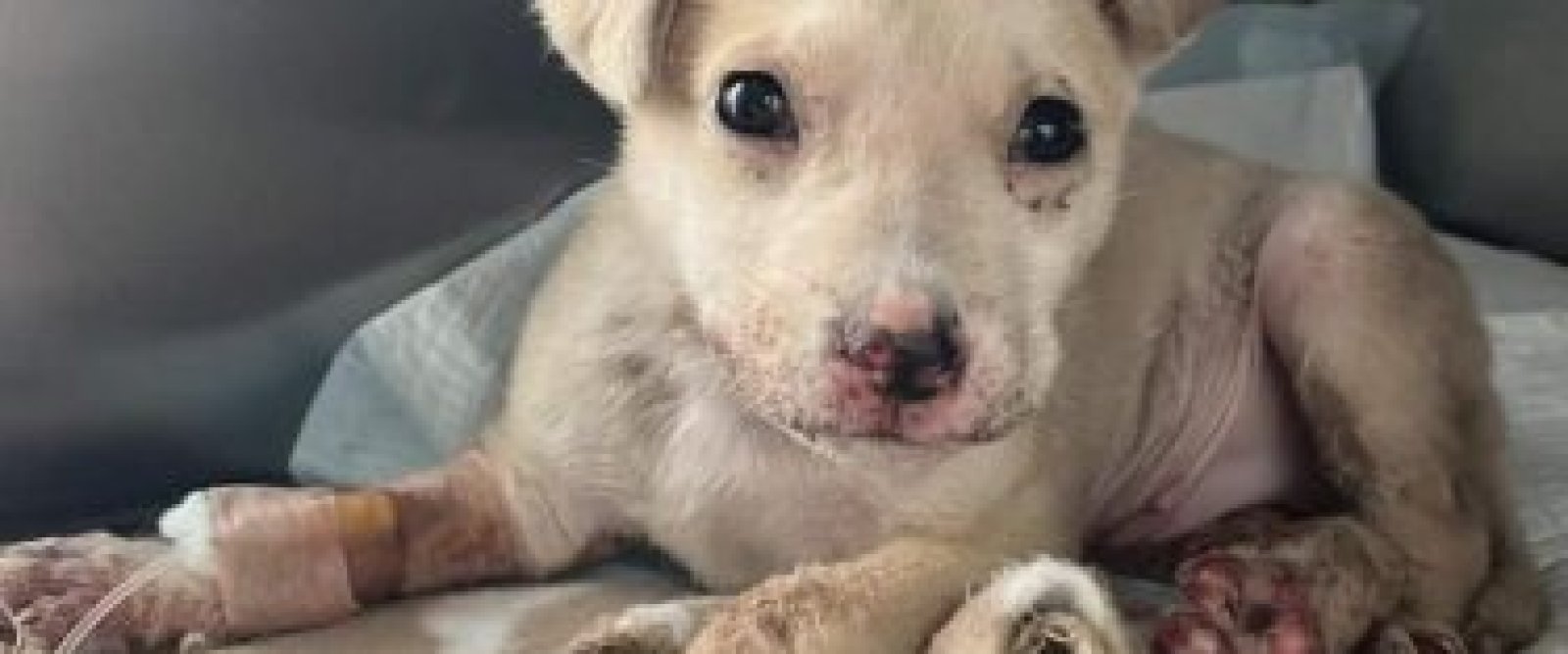 Brutal maltrato animal en Puerto Montt: cachorro de 3 meses habría sido quemado con agua hirviendo