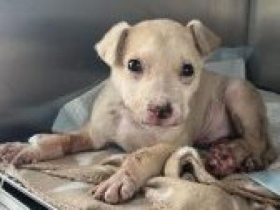 Brutal maltrato animal en Puerto Montt: cachorro de 3 meses habría sido quemado con agua hirviendo