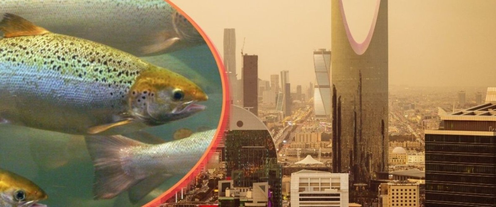 Arabia Saudita abre millonaria puerta a Chile: buscan expertos en salmón, tecnología y acuicultura