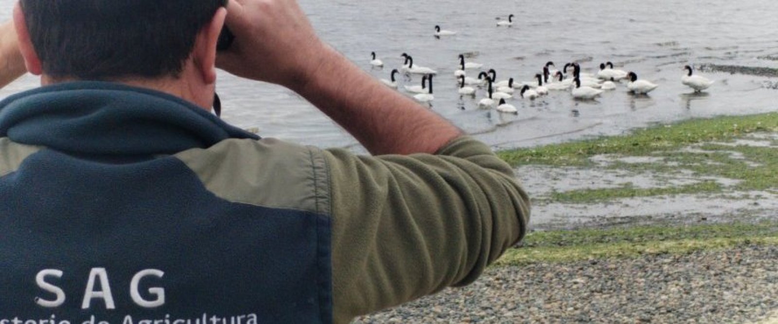 Alerta en Chiloé: confirman primeros casos de gripe aviar H5N1 en Ancud y Curaco de Vélez