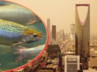 Arabia Saudita abre millonaria puerta a Chile: buscan expertos en salmón, tecnología y acuicultura