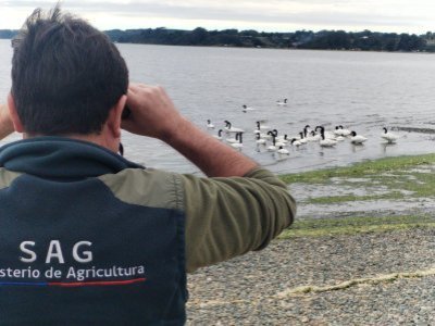 Alerta en Chiloé: confirman primeros casos de gripe aviar H5N1 en Ancud y Curaco de Vélez