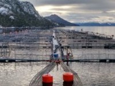 Salmoneras buscan frenar entrega de datos sanitarios por temor a impacto en su competitividad internacional