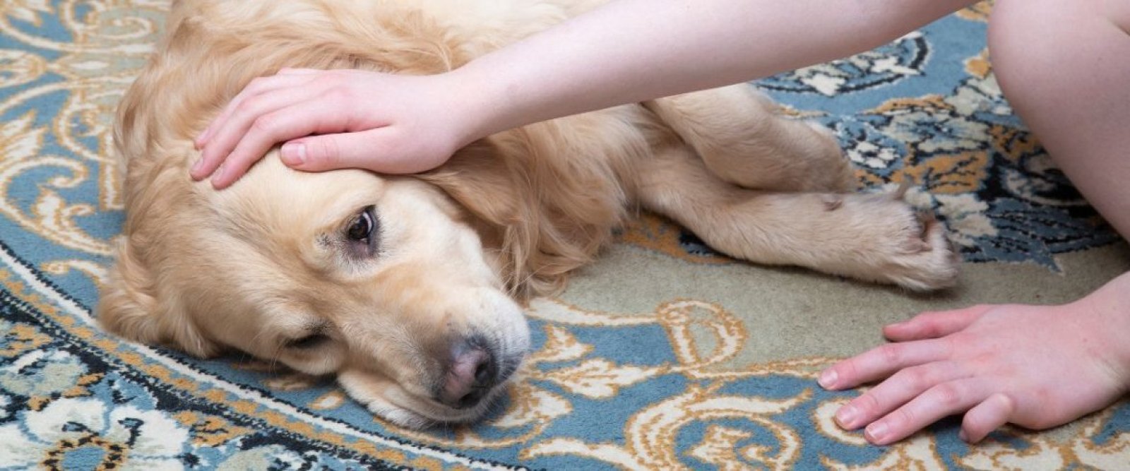 Cáncer en mascotas: veterinarios del sur llaman a detectar síntomas a tiempo y destacan avances en oncología animal