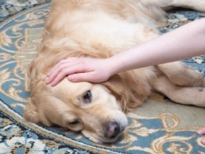 Cáncer en mascotas: veterinarios del sur llaman a detectar síntomas a tiempo y destacan avances en oncología animal