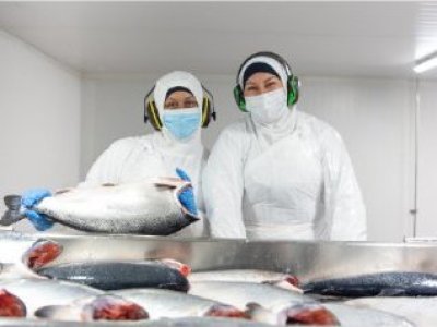 Por primera vez: este 26 de mayo se conmemora el Día del Trabajador del Salmón en Chile