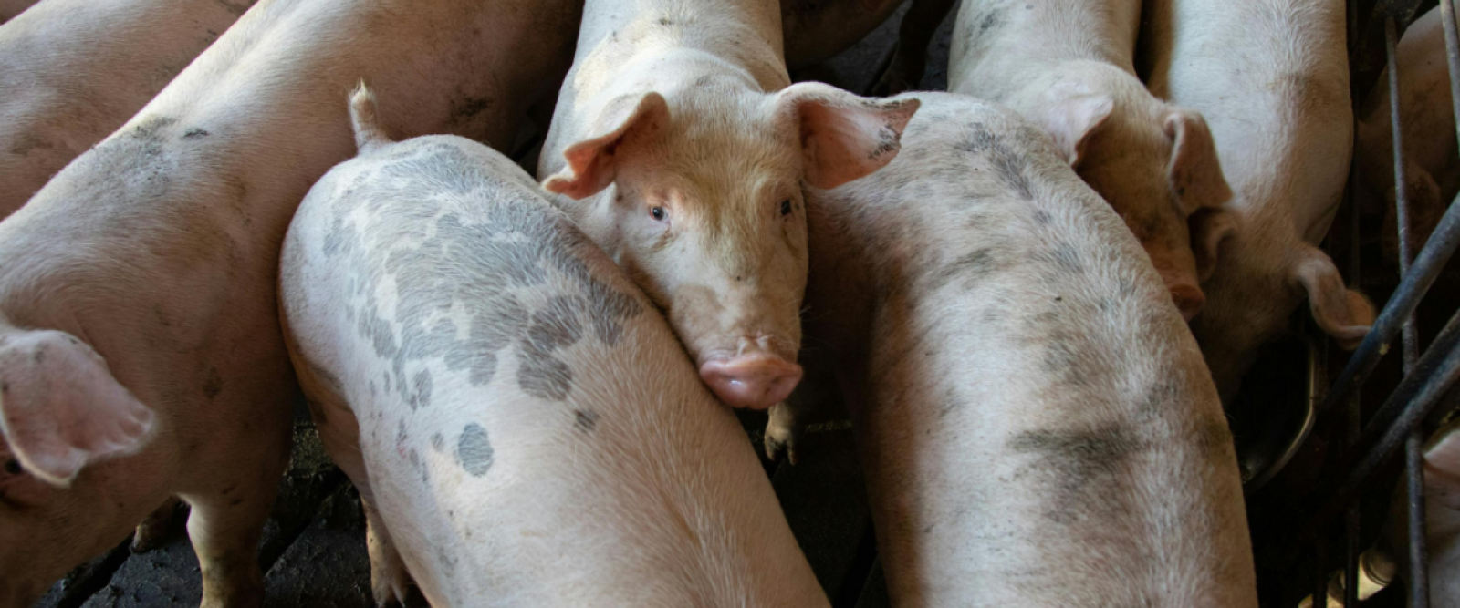 Confirman dos casos de triquinosis en San Juan de la Costa: autoridades llaman a extremar precauciones con carne de cerdo