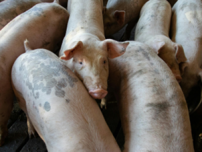 Confirman dos casos de triquinosis en San Juan de la Costa: autoridades llaman a extremar precauciones con carne de cerdo
