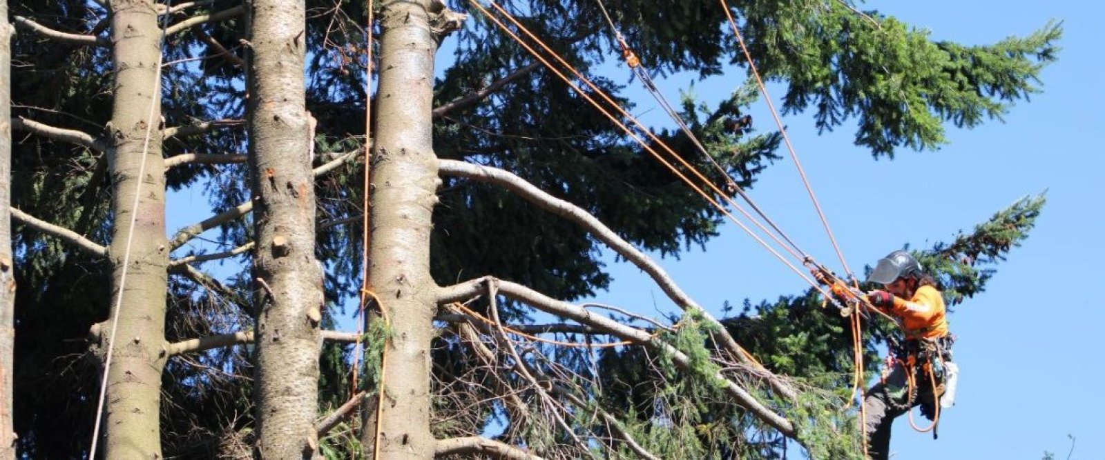Informe advierte riesgo “extremo” de fractura en árboles de la Plaza de Armas de Puerto Varas