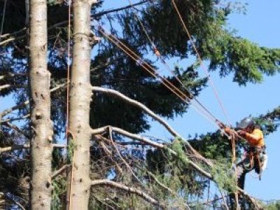 Informe advierte riesgo “extremo” de fractura en árboles de la Plaza de Armas de Puerto Varas