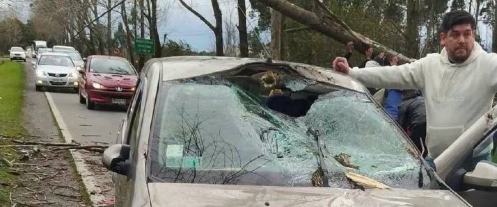 Árbol cae sobre automóvil en la ruta a El Tepual: dos personas fueron afectadas en el sector cruce Las Lomas