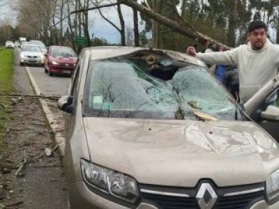Árbol cae sobre automóvil en la ruta a El Tepual: dos personas fueron afectadas en el sector cruce Las Lomas