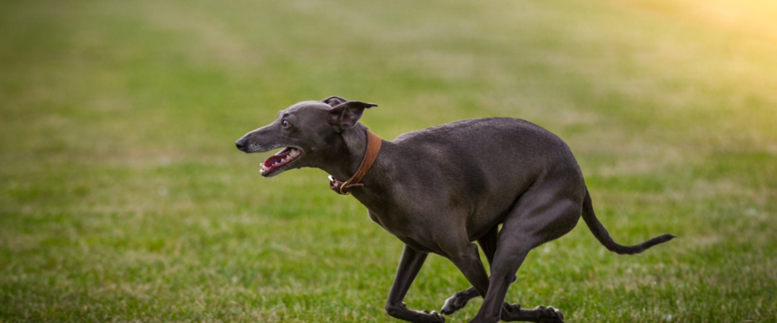 Alerta en el campo: denuncian ingreso ilegal de cazadores con galgos a predios de Llanquihue