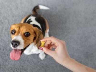 ¿Tu perro destruye todo en casa? Adiestradora canina de Puerto Montt revela el error que muchos dueños cometen