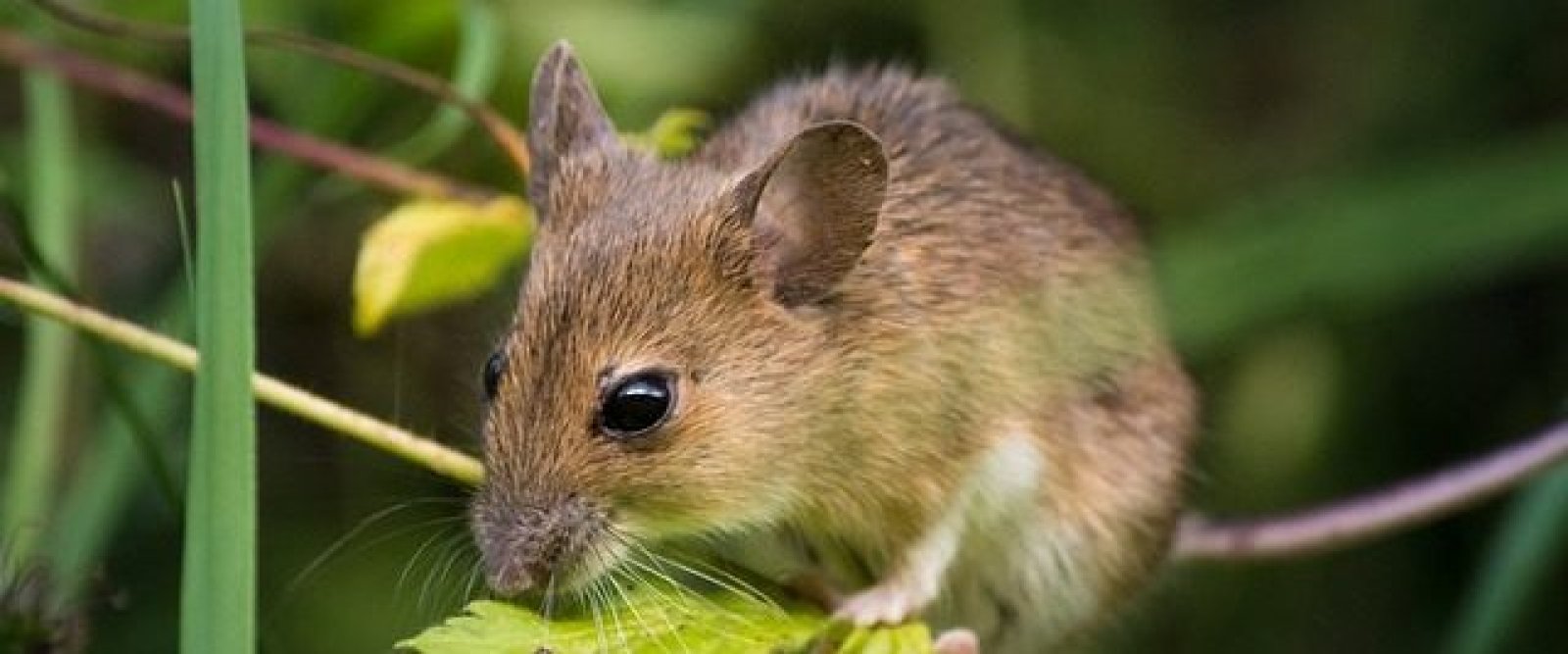 Confirman muerte por hantavirus en Los Lagos: mujer de 37 años habría contraído el virus tras visitar un camping