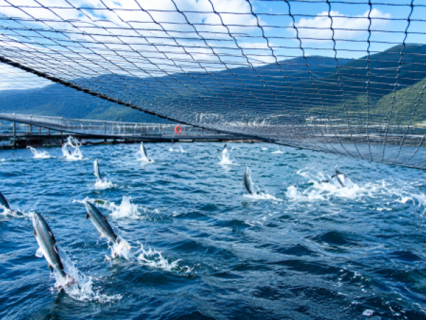 Consejo Regional de Los Lagos impulsa salida gradual de salmoneras del Lago Llanquihue y propone cultivo en tierra con tecnología RAS