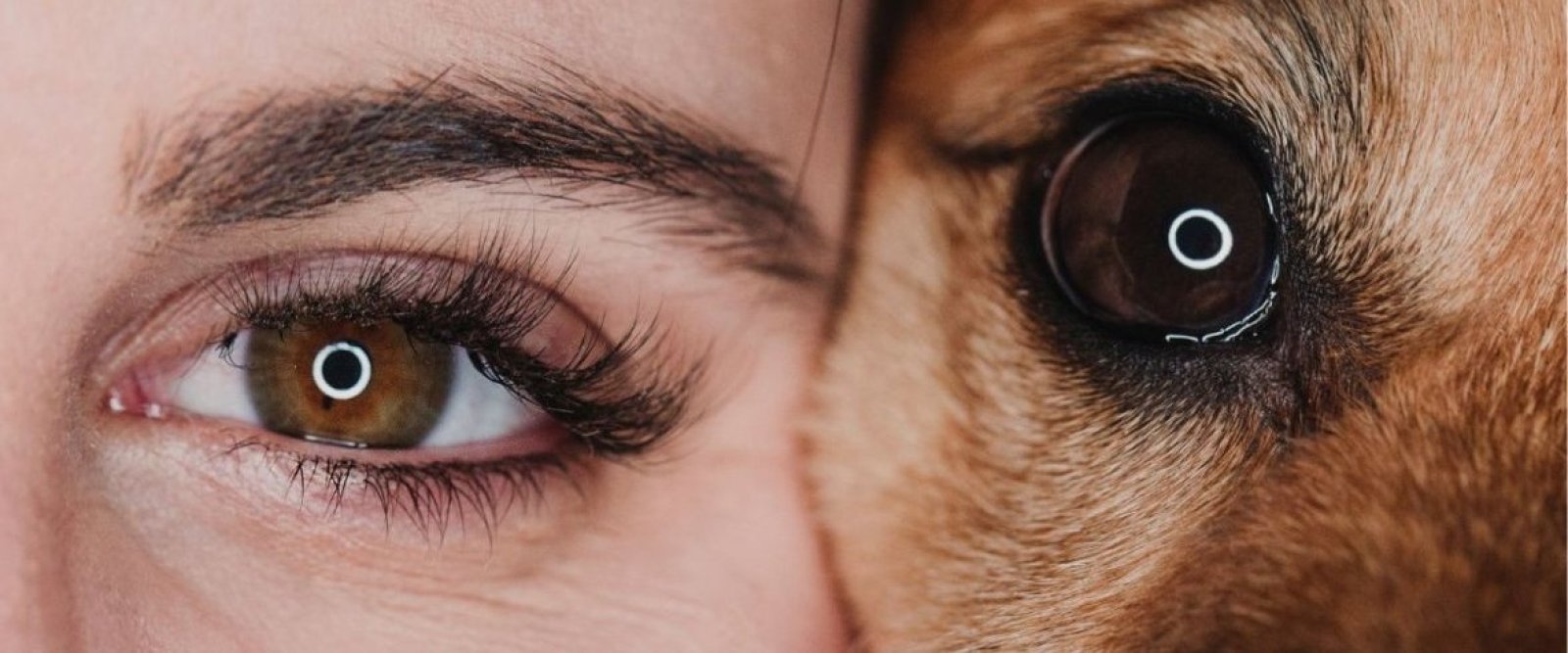 Una de las pocas oftalmólogas veterinarias del sur entrega claves para prevenir la ceguera en mascotas