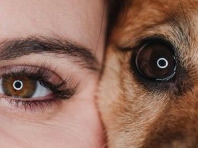 Una de las pocas oftalmólogas veterinarias del sur entrega claves para prevenir la ceguera en mascotas