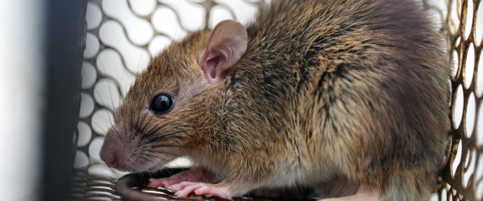 Región de Los Lagos registra la mayor letalidad por hantavirus del país: seis de nueve contagiados han fallecido en 2026