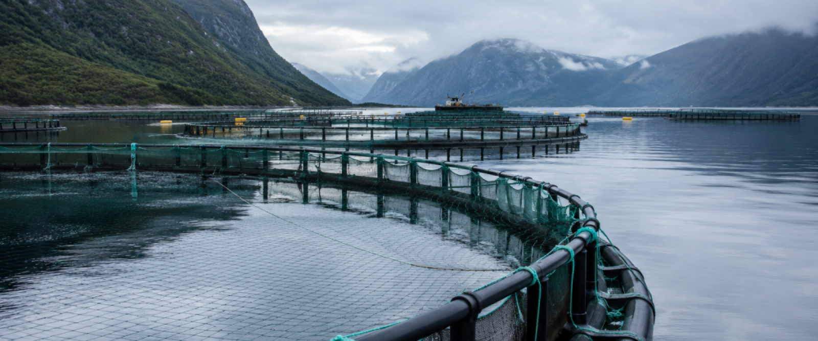 TC frena microrrelocalizaciones salmoneras: industria acusa golpe al empleo y crecimiento del sur