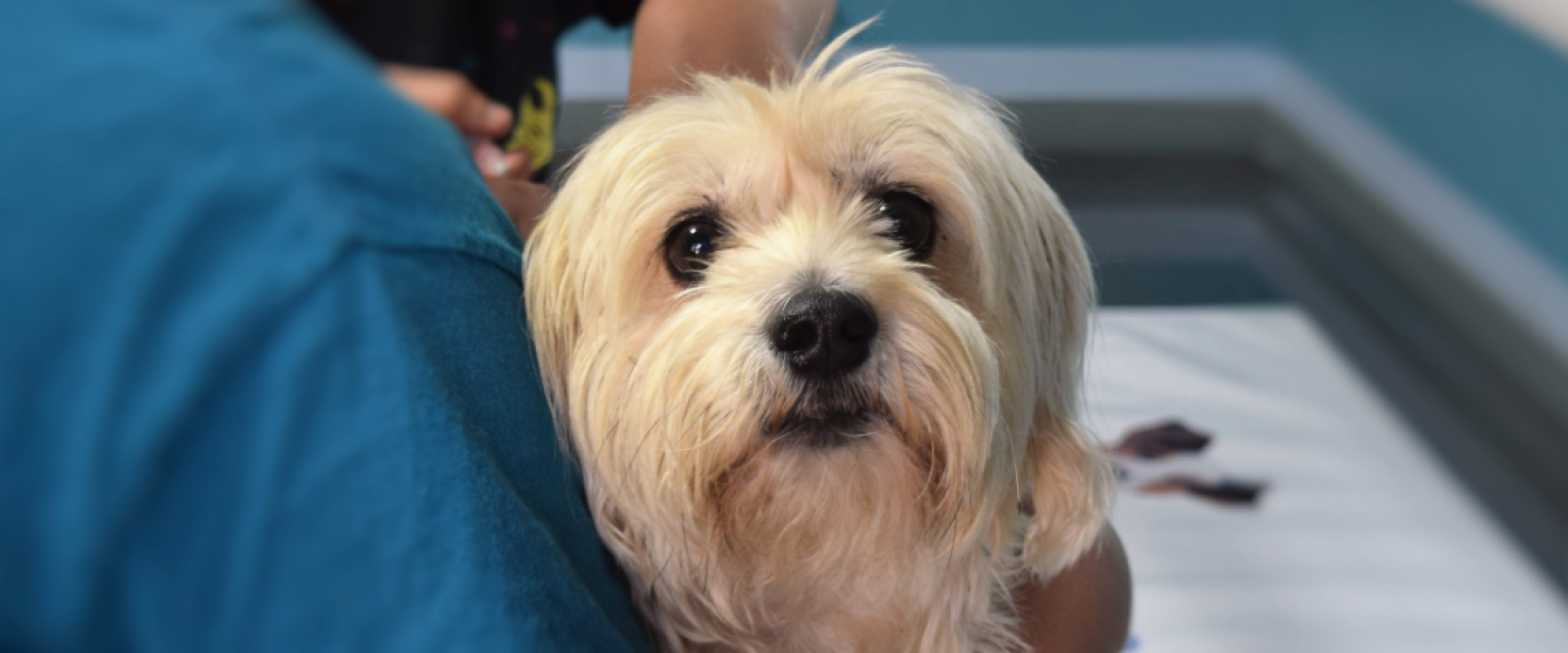 ¿Tu mascota tiene un bulto? Veterinario explica cuándo preocuparse y qué señales no debes ignorar