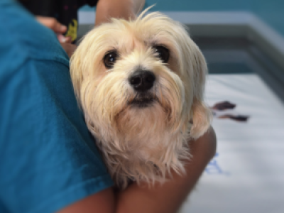¿Tu mascota tiene un bulto? Veterinario explica cuándo preocuparse y qué señales no debes ignorar