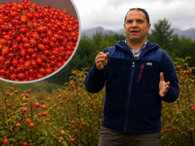 De maleza a motor económico: emprendimiento de Palena transforma 20 toneladas de rosa mosqueta y sueña con convertir a la comuna en su capital