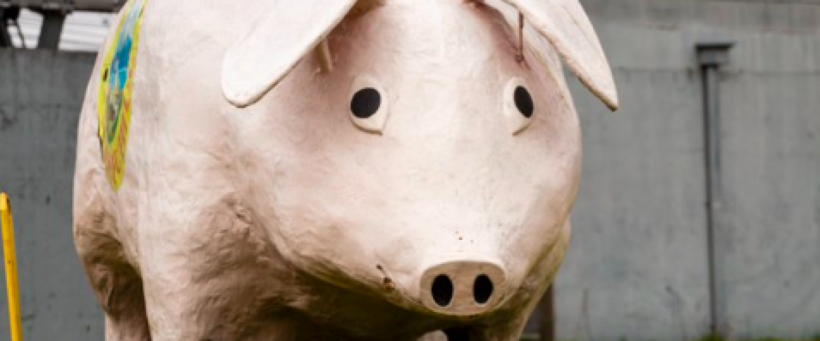 El Chancho Lorenzo la rompe en redes: Deportes Puerto Montt se hace viral con “farmear aura”