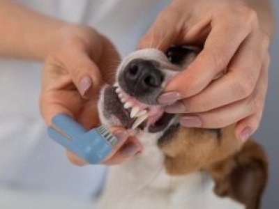 Veterinaria advierte sobre riesgo de dar huesos y astas de ciervo a perros: pueden fracturar sus dientes
