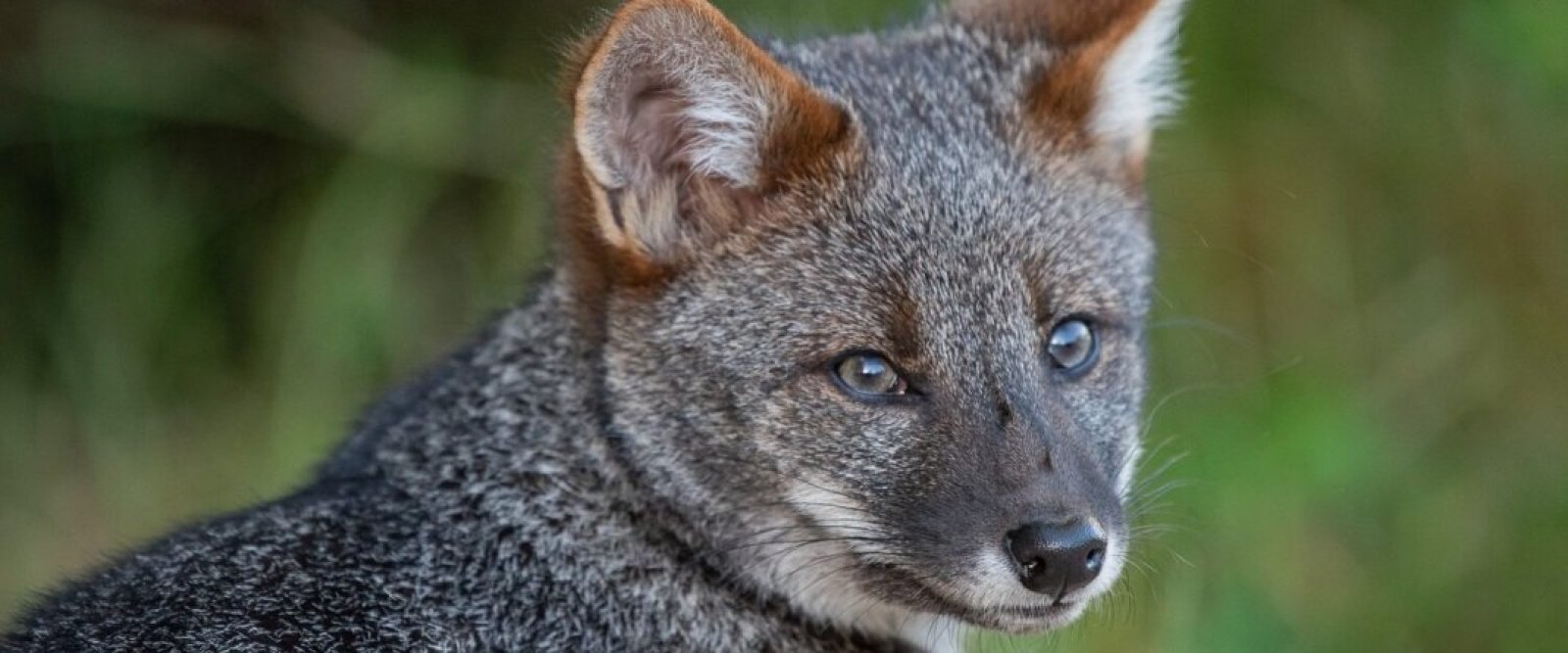 ¿Está en riesgo de extinción? Estudio revela preocupante escenario del zorro chilote