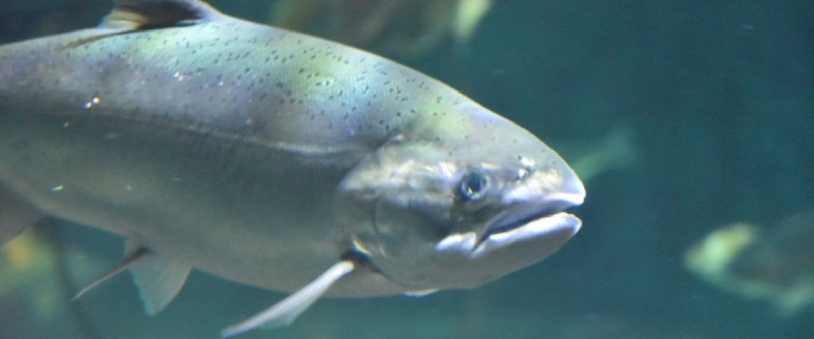Salmón coho gana terreno en Chile: estudio proyecta que su crecimiento seguirá en los próximos años